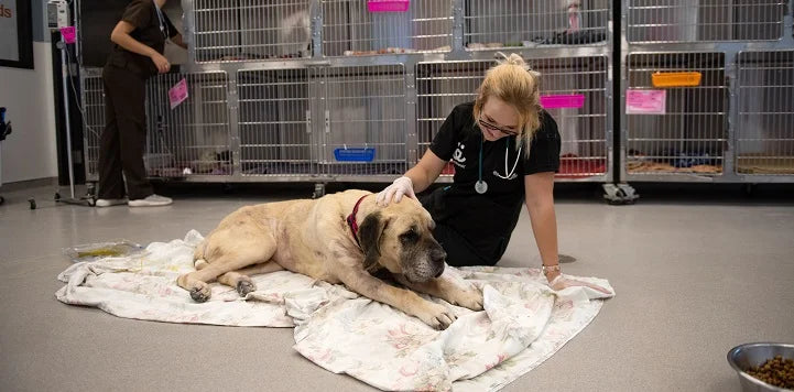 Heartworm Disease