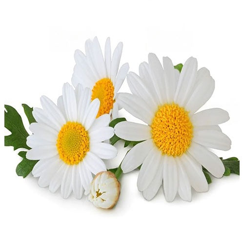 Non-GMO Chamomile Flower