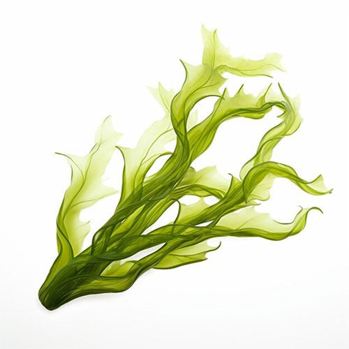 Kelp
