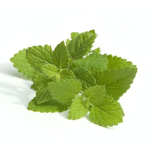 Non-GMO Lemon Balm