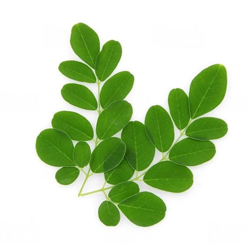 Wild Harvested Moringa Leaf