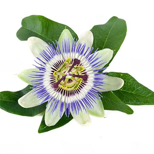 Non-GMO Passion Fruit Flower