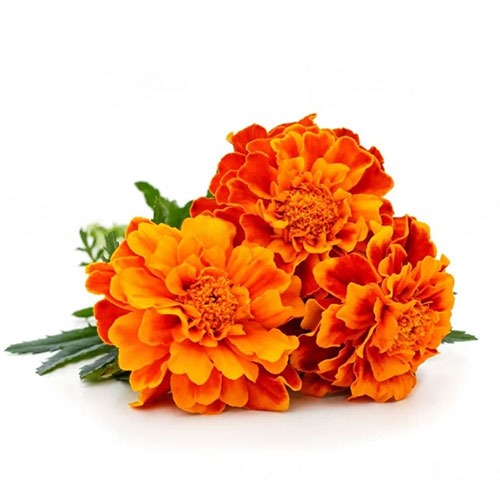 Non-GMO Marigold Flower
