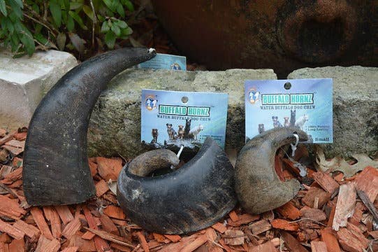 Buffalo Hornz