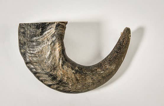 Buffalo Hornz