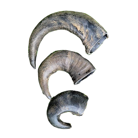 Water Buffalo Horns