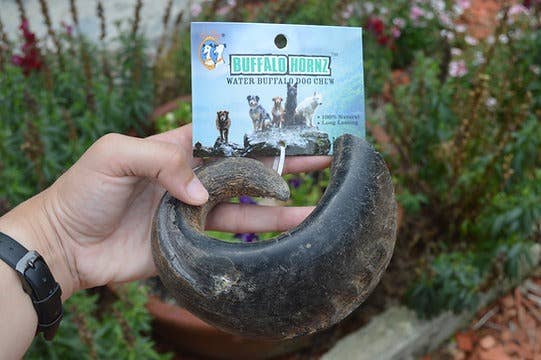 Buffalo Hornz