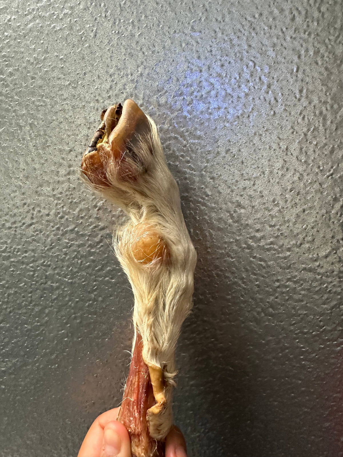 Goat Trotter With Fur