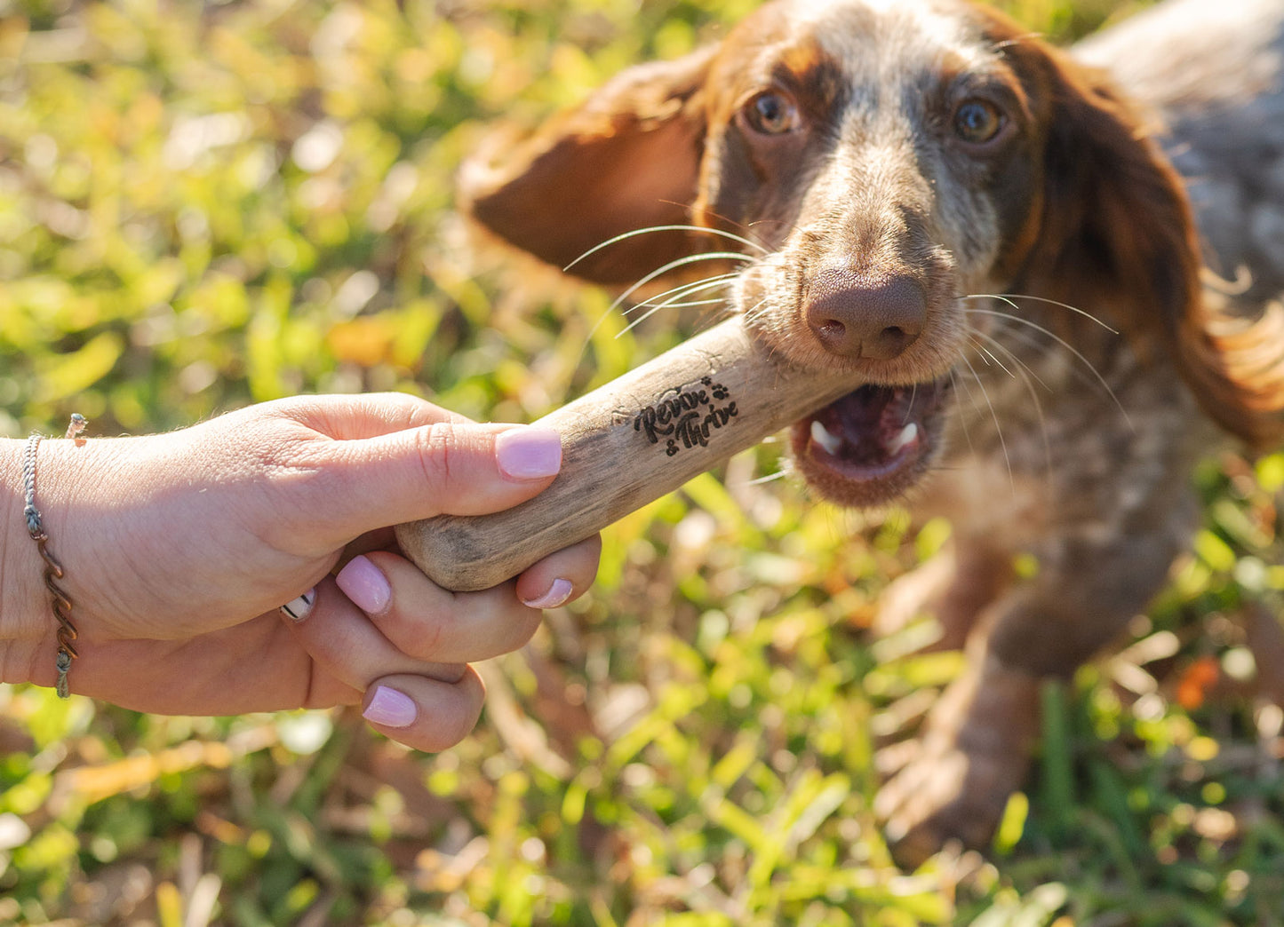 Natural Cinnamon Wood Chews